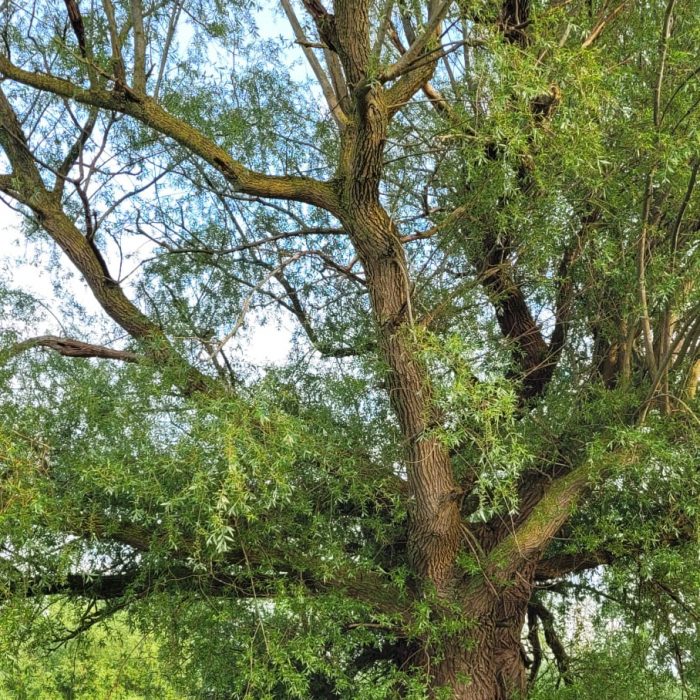 Naturheilräume Longina Przybyl